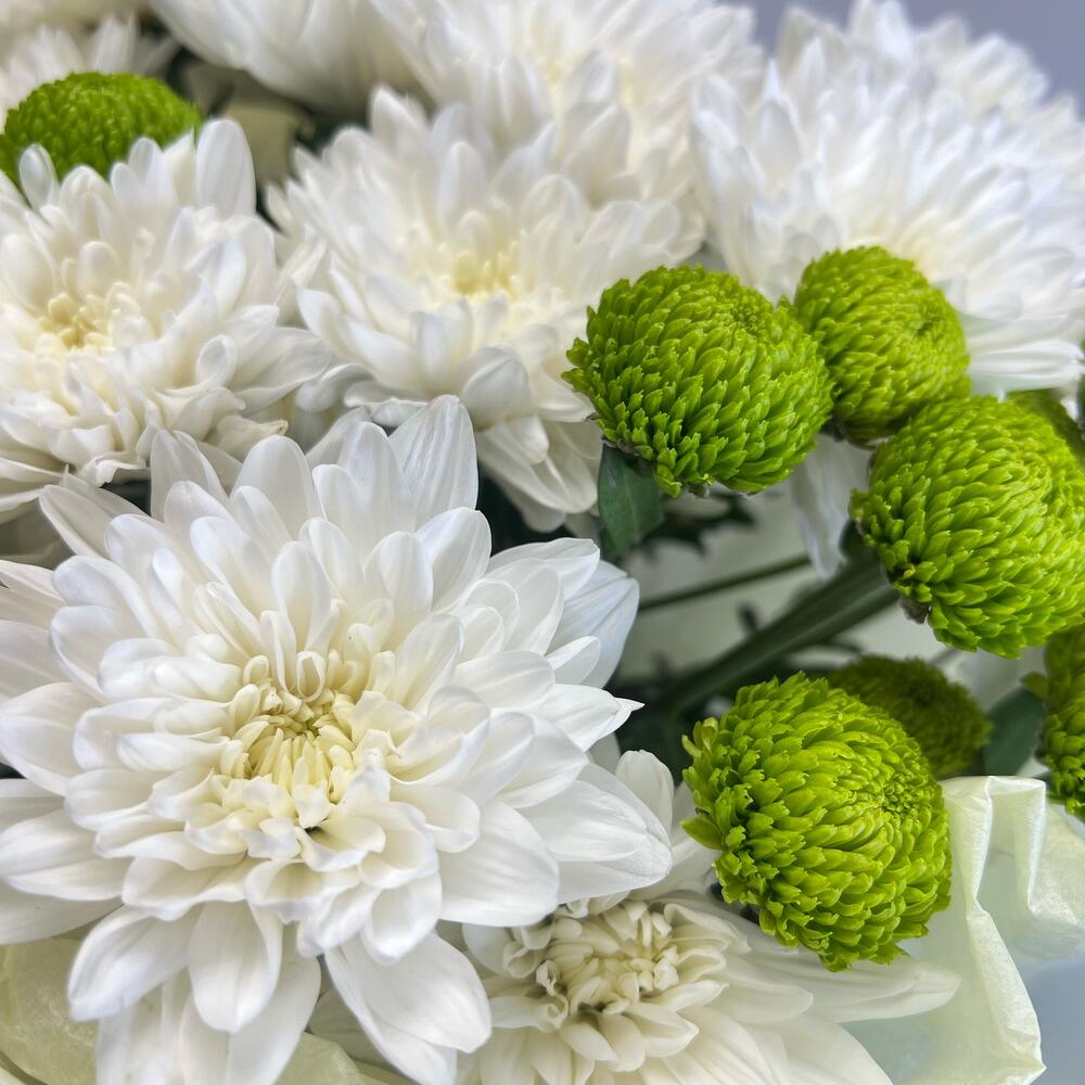 Эксклюзивный букет «Филин Грин» – сочетание белых и зеленых хризантем Анадырь Чукотский автономный округ