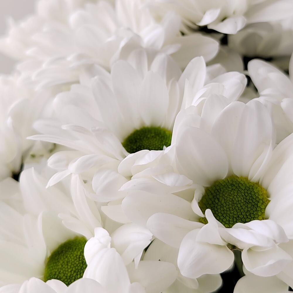 Букет «Ромашка» – 9 белоснежных хризантем в деревенском стиле Анадырь Чукотский автономный округ