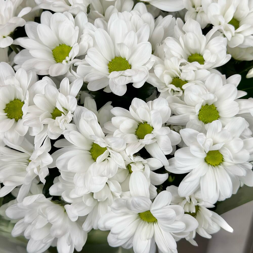 Букет «Мечты о лете» – свежесть белых хризантем Анадырь Чукотский автономный округ