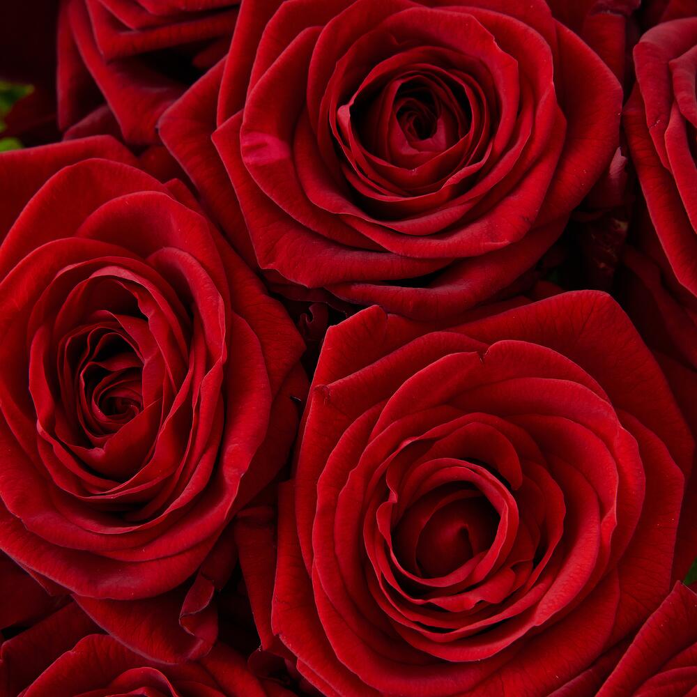 Роскошный букет из 21 красной розы – воплощение искренних чувств Анадырь Чукотский автономный округ