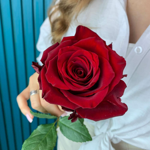 Комплимент из красной эквадорской розы – минимализм роскоши Анадырь Чукотский автономный округ