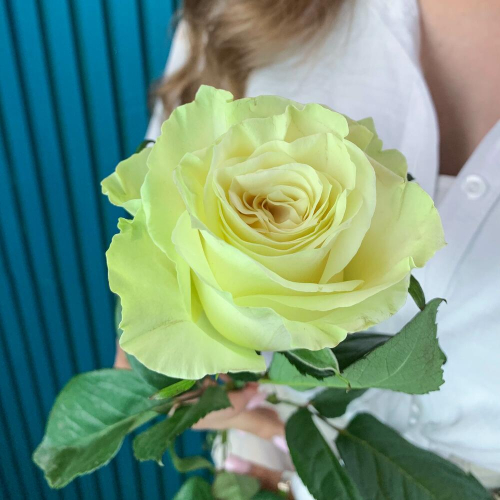 Комплимент из белой эквадорской розы – элегантность в каждом лепестке Анадырь Чукотский автономный округ