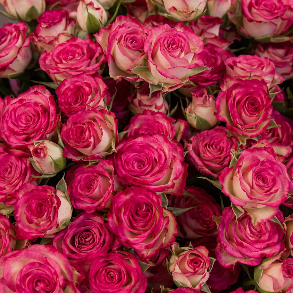 Букет «Розовый бум» – пышные кустовые розы в нежно-розовых тонах Анадырь Чукотский автономный округ