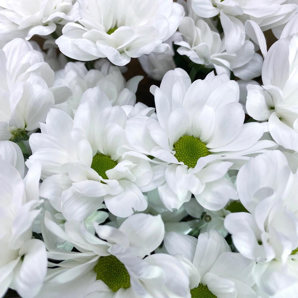 Букет из 5 белых хризантем в крафте – лаконичная элегантность Анадырь Чукотский автономный округ