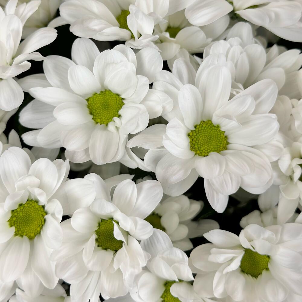 Букет «Мечты о лете» – свежесть белых хризантем Анадырь Чукотский автономный округ