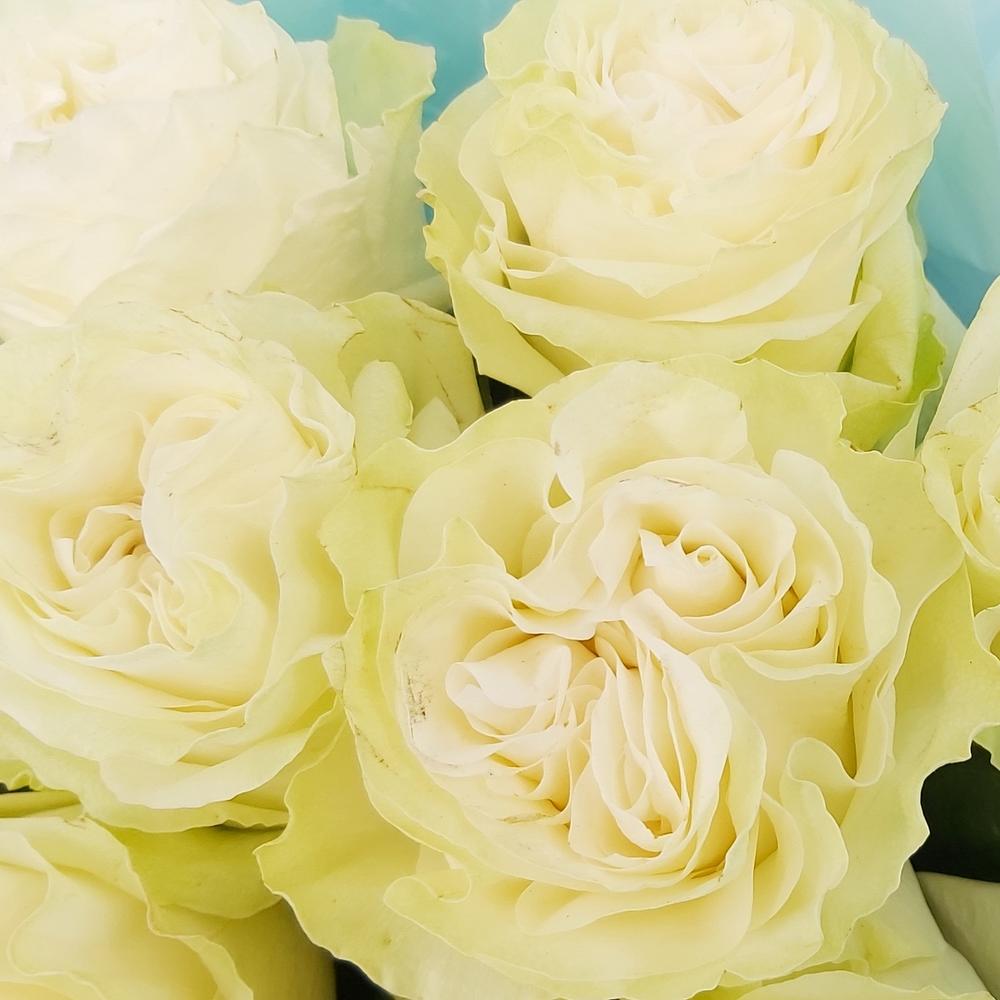 Букет «Кружевное облачко» – 11 белоснежных роз в нежной упаковке Анадырь Чукотский автономный округ