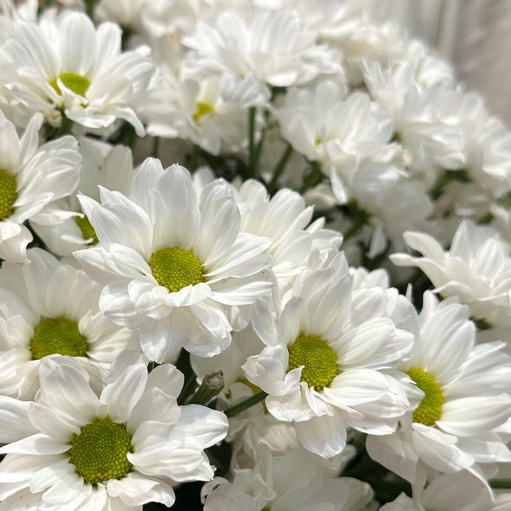 Букет «Летняя свежесть» – дыхание лета в белых хризантемах Анадырь Чукотский автономный округ