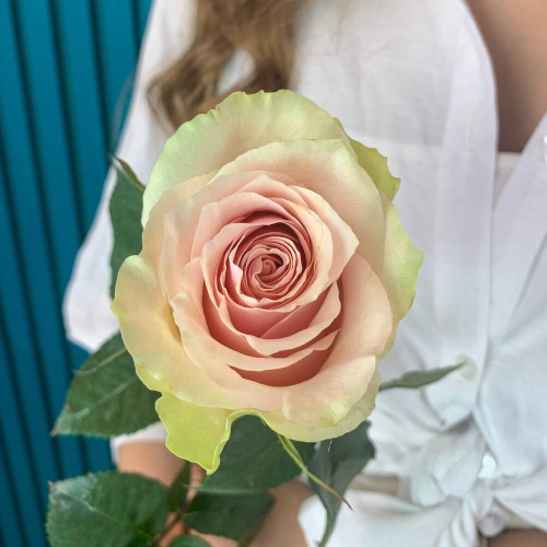 Комплимент из розовой эквадорской розы – минимализм роскоши Анадырь Чукотский автономный округ