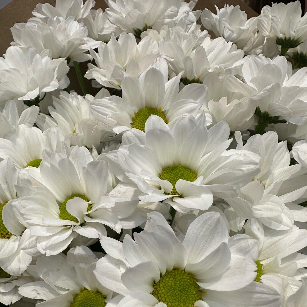 Букет «21 ромашка» – нежные белые кустовые хризантемы в натуральном стиле Анадырь Чукотский автономный округ