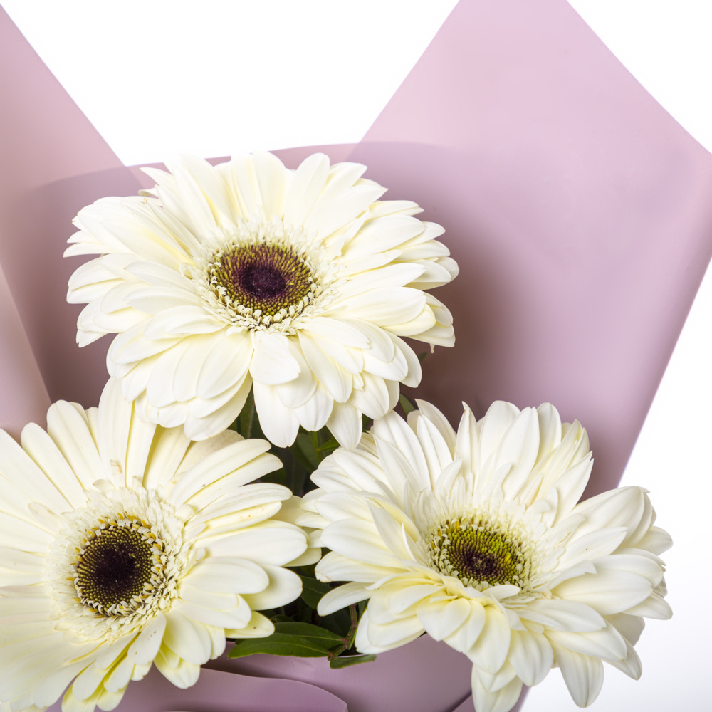 Нежный букет из 3 белых гербер – символ искренности и света Анадырь Чукотский автономный округ