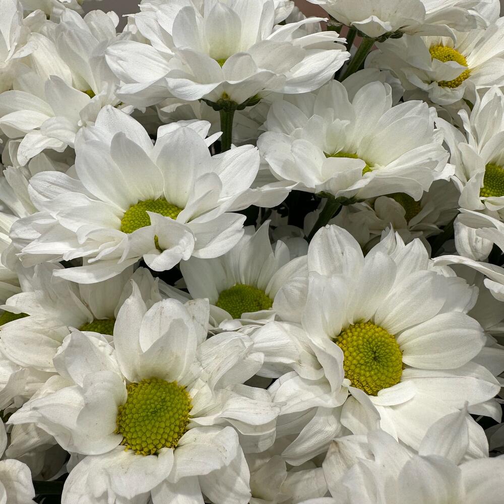 Букет «Летнее настроение» – свежесть белых хризантем Анадырь Чукотский автономный округ