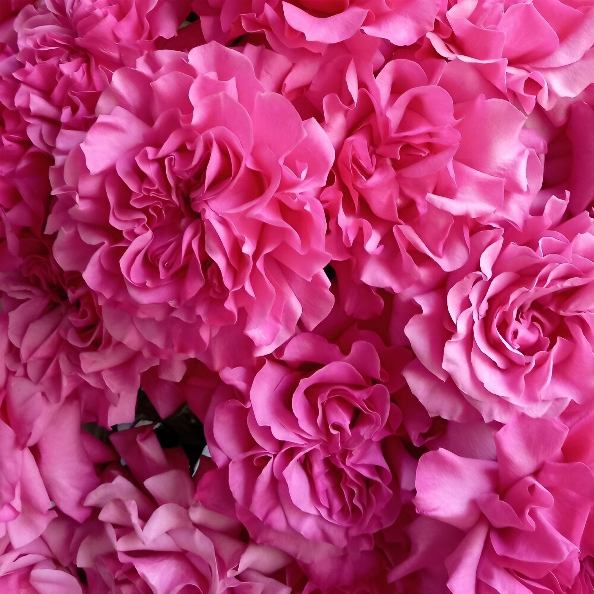 Роскошный букет из пионовидных роз – королевский подарок Анадырь Чукотский автономный округ