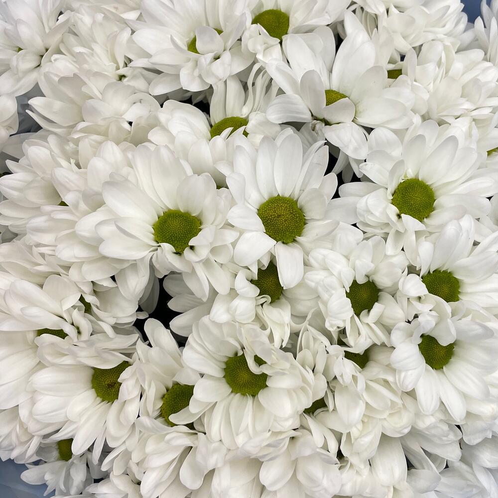 Букет «Ромашковое поле» – свежесть белых хризантем Анадырь Чукотский автономный округ